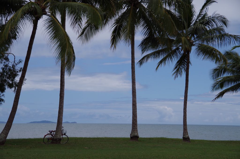 port_douglas_palm_trees